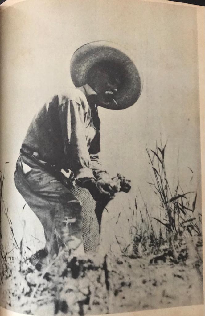 Despertar Lagunero 