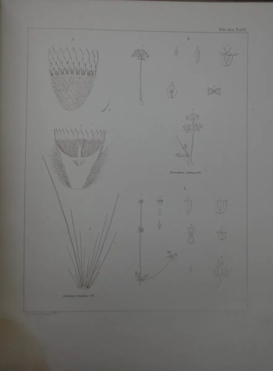 Rodulfo Amando Philippi. Viage al Desierto de Atacama : hecho de orden del gobierno de Chile en el verano 1853-54; publicado bajo los auspicios del Gobierno de Chile.