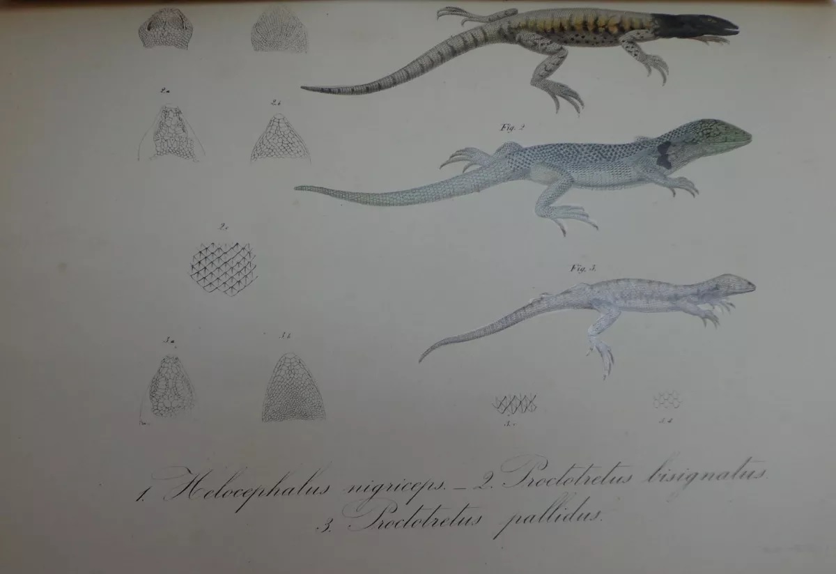 Rodulfo Amando Philippi. Viage al Desierto de Atacama : hecho de orden del gobierno de Chile en el verano 1853-54; publicado bajo los auspicios del Gobierno de Chile.