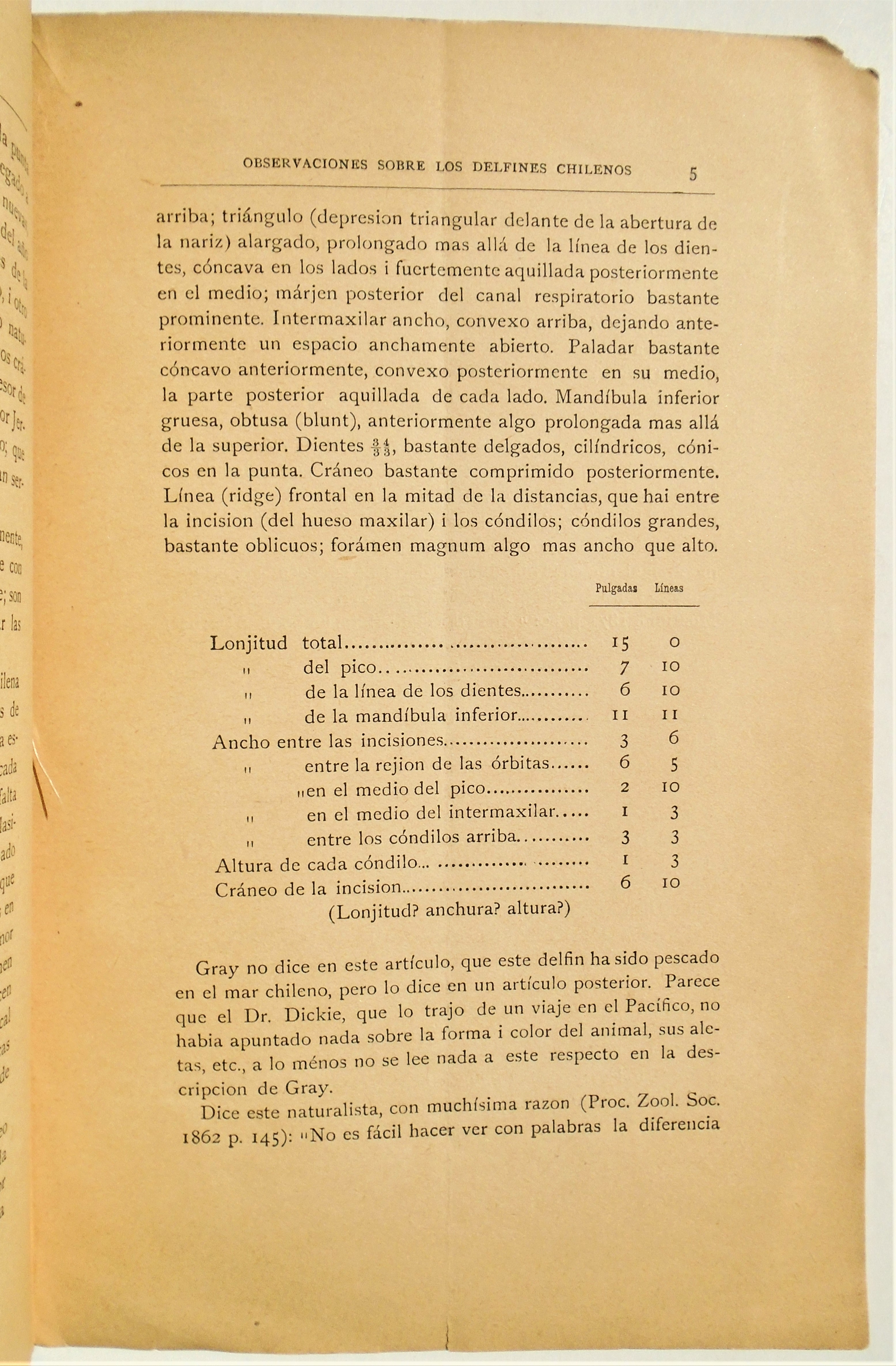 R. A. Philippi - Observaciones ulteriores sobre los delfines chilenos