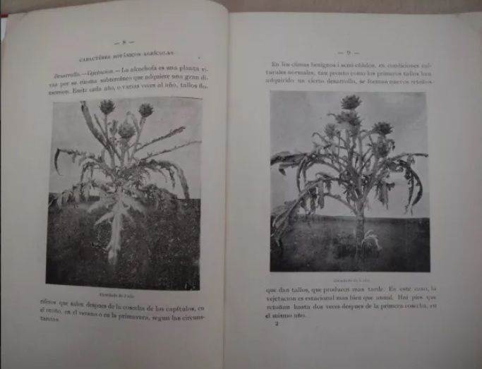 René Le Feuvre. La alcachofa : cultivo general - cultivo en Chile.