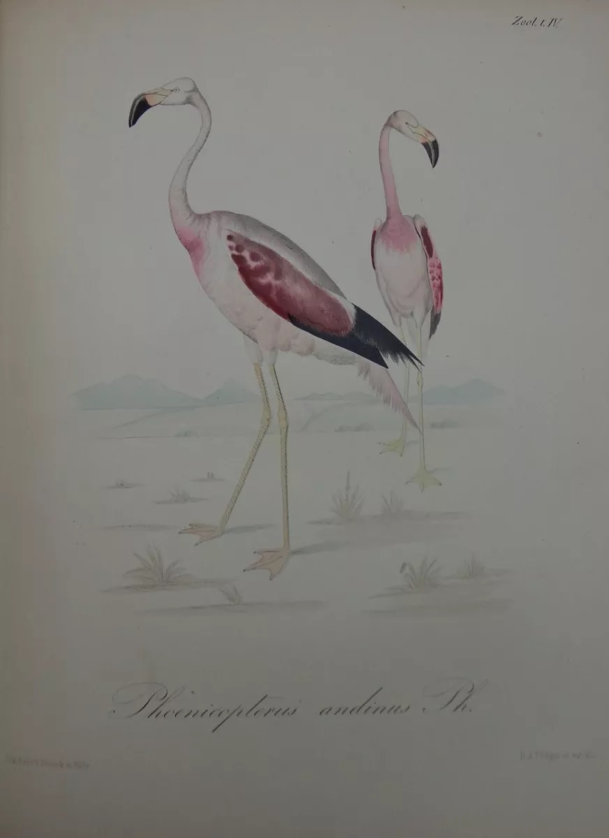 Rodulfo Amando Philippi. Viage al Desierto de Atacama : hecho de orden del gobierno de Chile en el verano 1853-54; publicado bajo los auspicios del Gobierno de Chile.